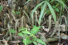 Gymnacranthera farquhariana